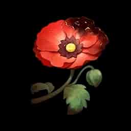 Belle Poppy