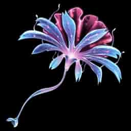 Seaside Cendrelis