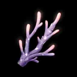 Violet Coral